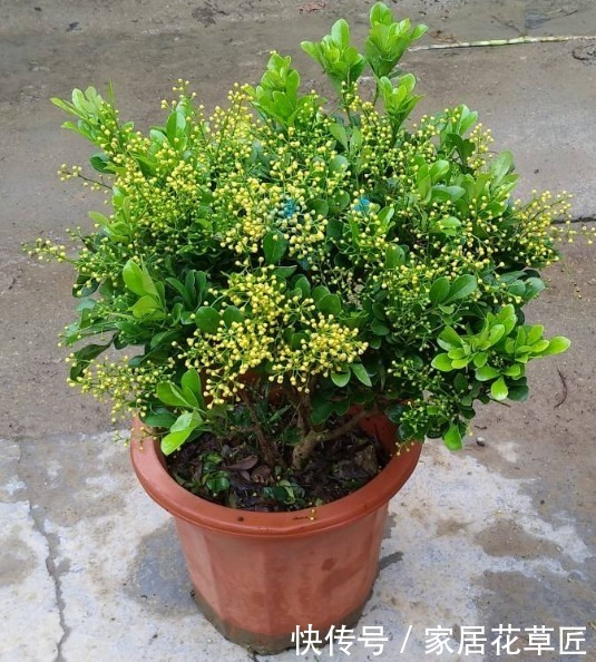 叶子|米兰叶片发黄怎么办?快查查基本的养护条件,不久就能恢复