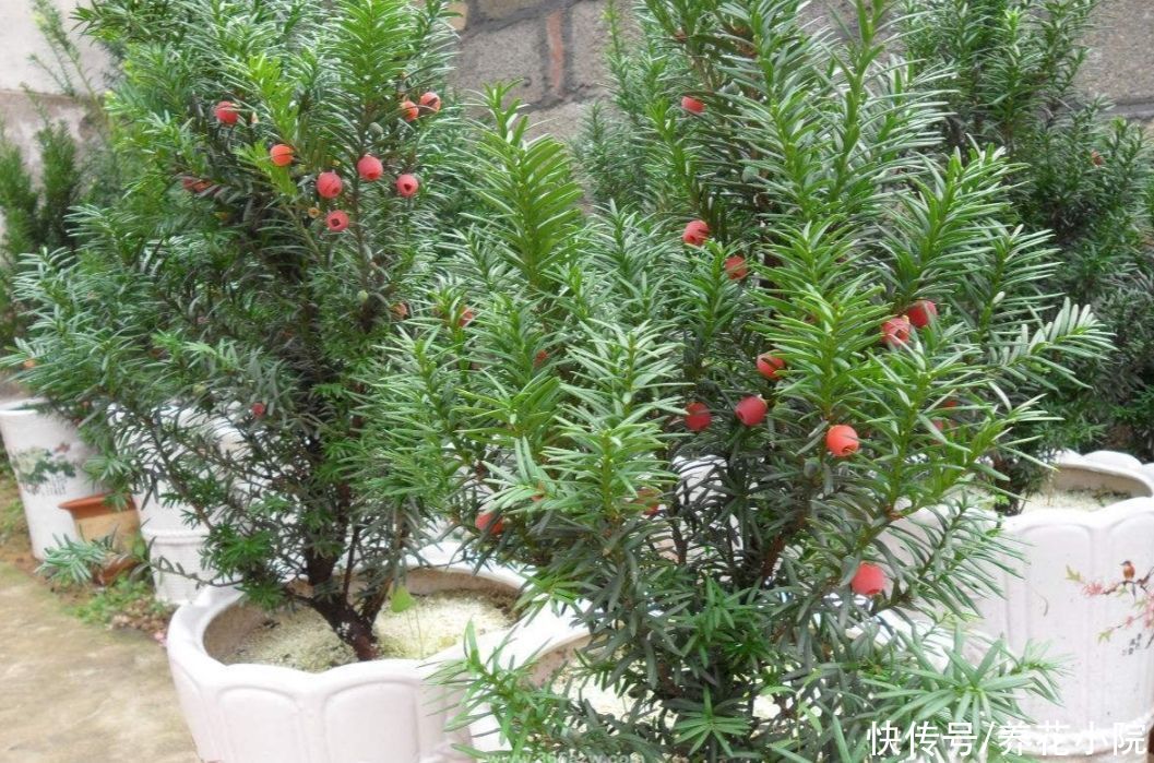 石榴树|4种“吉祥树”，养在家中漂亮美观，寓意更好