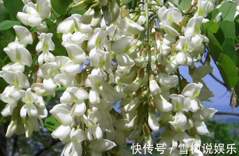 “此花”在农村烂树上没人要，城里人花钱买不到，炒一炒比肉香！