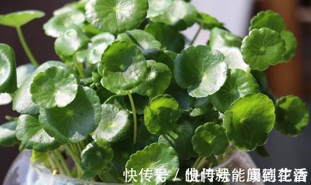 异味|卫生间就养这“4种盆栽”，去异味，吸潮气，养眼好打理