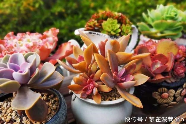 多肉在夏天，垫个“小东西”，不怕浇水不怕晒，越养越漂亮
