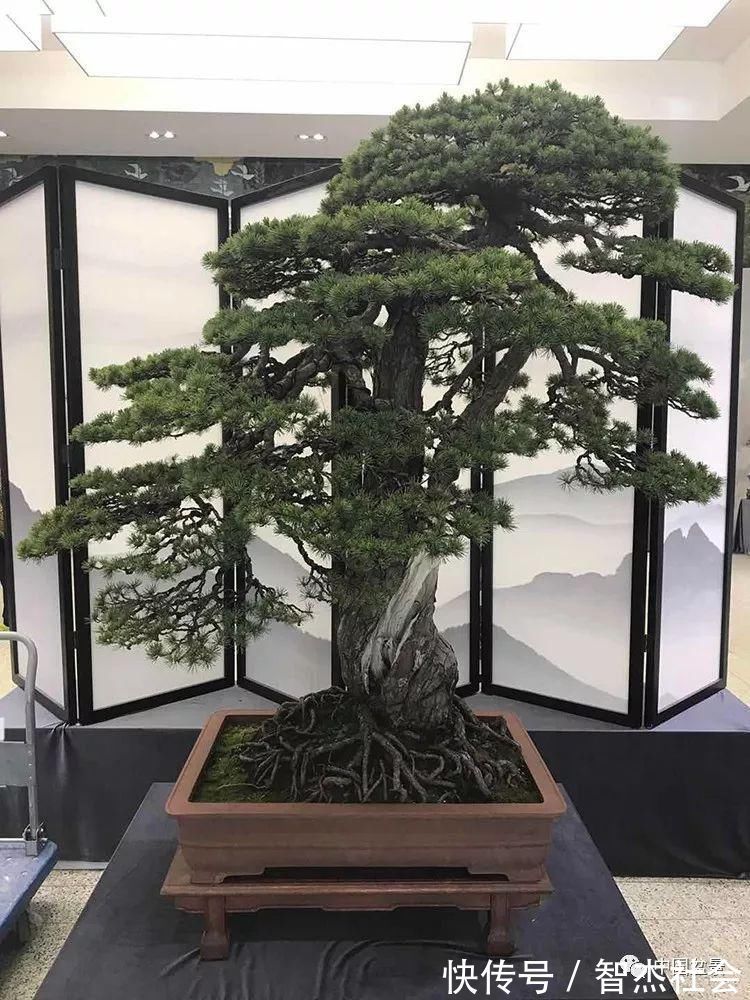 盆景@赵庆泉:请别叫我“大师”,我就是个“做盆景的”