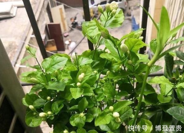 茉莉花僵苗怎么办？2个“动作”改过来，新芽又窜满，开花开不停