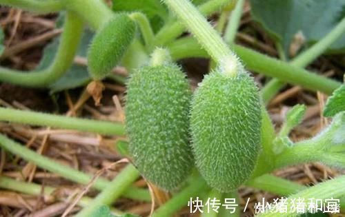 遇见|农村叫“喷瓜”的植物，是天然“泻下剂”，遇见别摘它