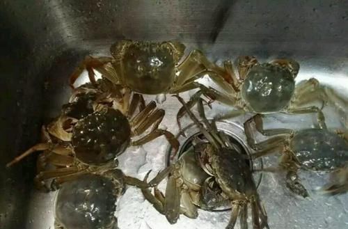 曾逃逸国外成灾害,价值远超大闸蟹,当季35元一斤,如今吃货最爱
