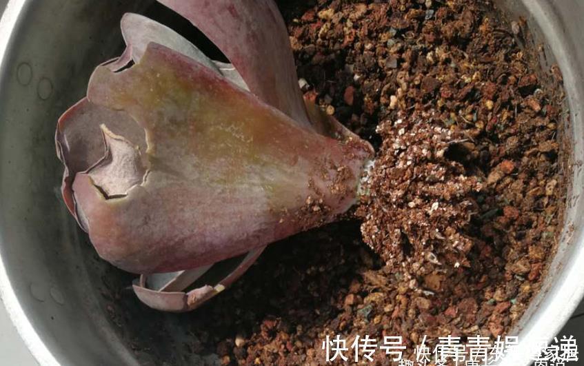 美杜莎|多肉长根就等于成活，但最难的就是发根，有啥办法能加速发根呢？