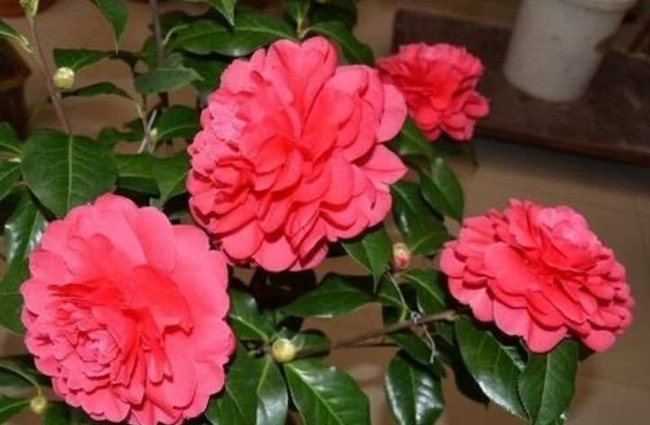 6种花常年开花易爆盆,被称为花卉界的劳模,开花漂亮一年不停