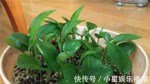 3种花,扦插最好活,枝条沾土就生根,不出俩月长满盆