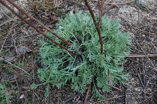 猪肝|春天来了!两件大事必须要做好,比什么都重要,增强免疫力不生病