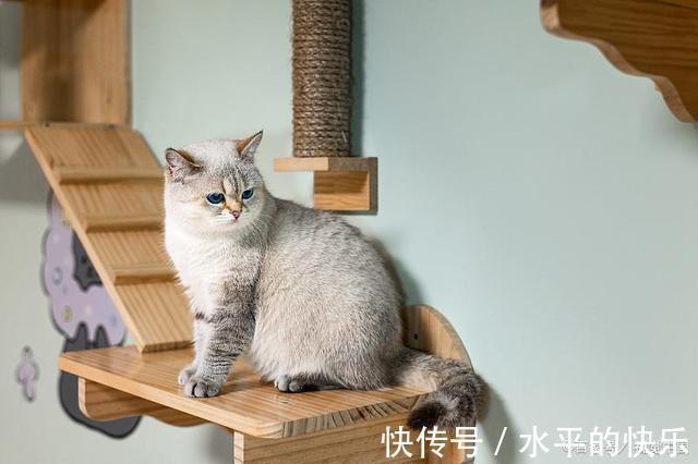 |主人给一公一母两只猫取名，也太搞笑了！原来养猫还能这么好玩？