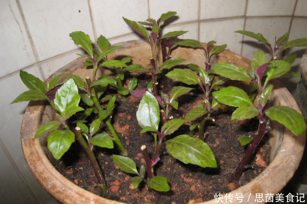 薄荷|这3款植物既能赏又能吃,盆栽养眼、养身!