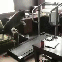 |【搞笑动态图】爱情这杯酒,谁喝都得醉!