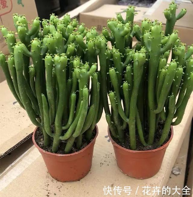 家里养几盆光棍树,清雅又别致,新手也能轻松上手