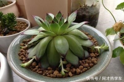 多肉变成一张大饼,该咋救这一招绝对好使!多肉变成一张大饼,该咋救这一招绝对好使!
