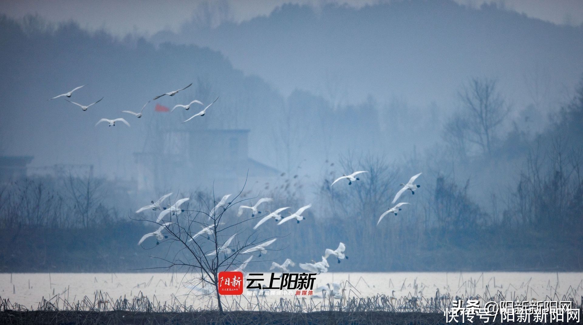 阳新荆头山惊现百雁齐鸣、万鹭同飞壮丽景观