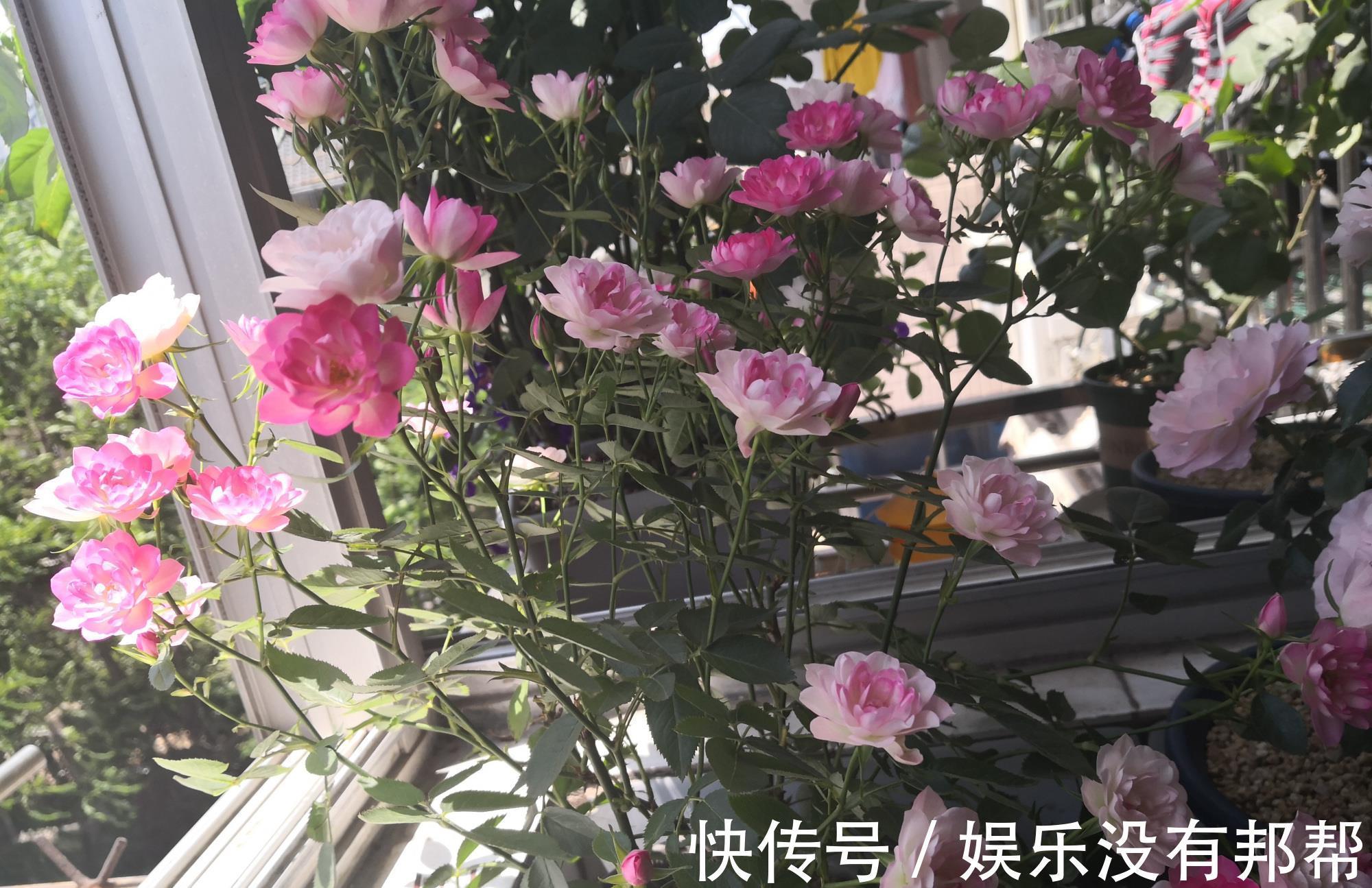 种植|阳台党爱养的微月,颜值高、花期长,种植容易,新手也能养