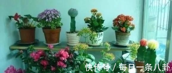 这3种“植物”哪怕再“贵”也要买,客厅养一盆,生活更健康