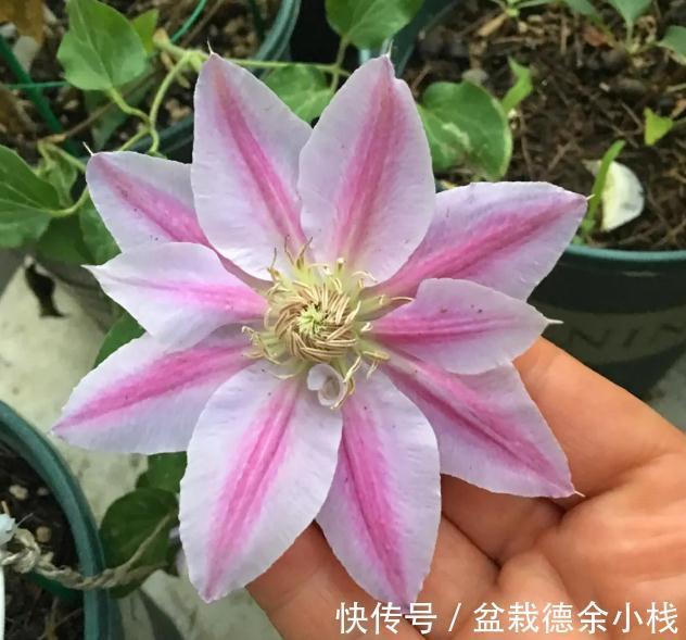 品种|皮实耐热的铁线莲品种,掌握方法技巧