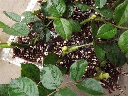 路边见到“2种树”，随手摘个小枝条，插土就活，呼呼发根系