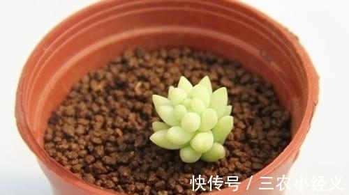 浇水|多肉发根后怎么办 多肉发根后可以浇水吗