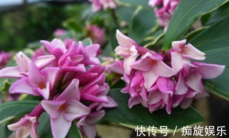 开花最香的几种花,家里养一盆,花开不断,还能旺财!