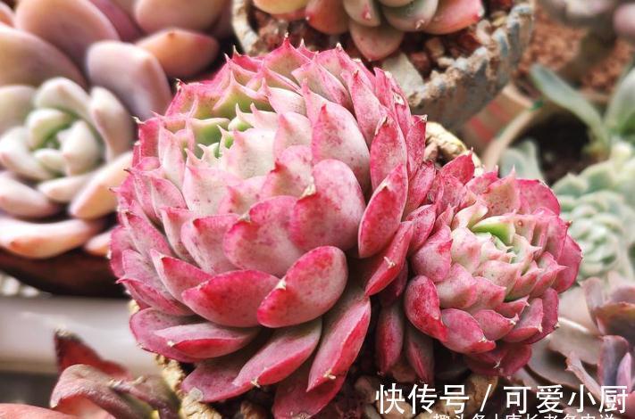 养多肉需要哪些硬件设施?如果打算认真养,那这6样东西必不可少