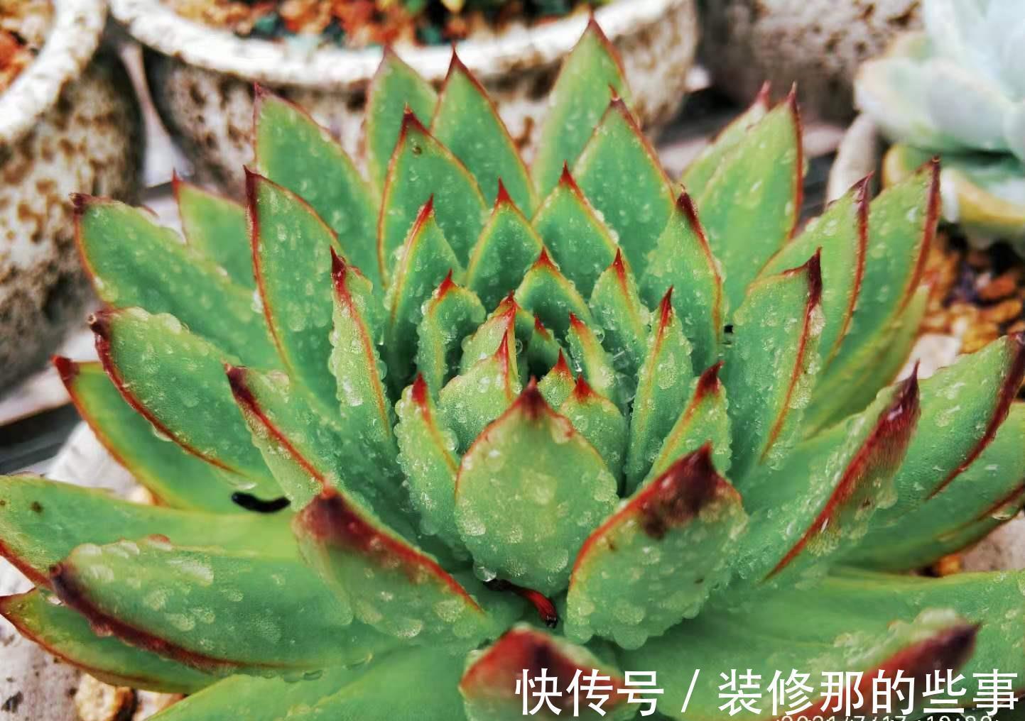 奥普琳娜|非开挂区的多肉如何安全度夏?我按照自己的养护经验来告诉你答案