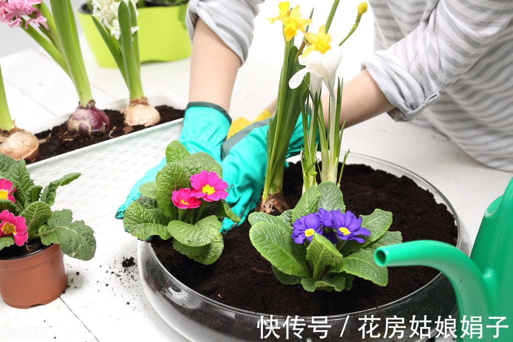 木犀草|在一起会“打架”的花,不是你死我活,就是两败俱伤,需要分开养