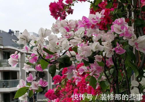 枝条|夏天养三角梅，3个促花“诀窍”，花苞满枝，挤成花树