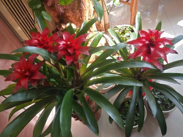 养花技巧这花不是一次性,开完别扔,还能再养7、8年