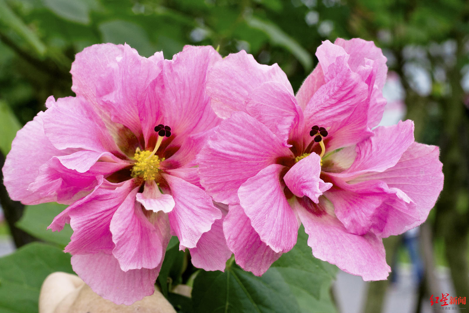 花花花花花~且看公园城市的“花月令”