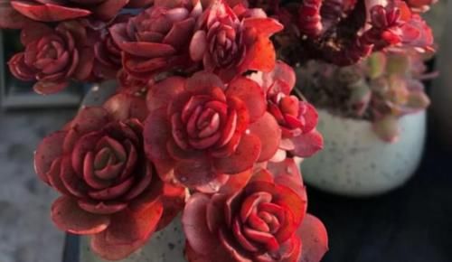 想让多肉植物长得好，注意这几个办法，让它变得“美艳动人”