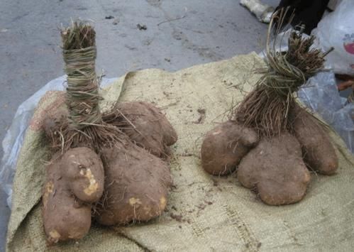 看完|毛薯和山药的区别,看完才知道,网友:又涨知识了!