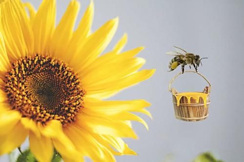 糖友|蜂蜜可以增加胰岛素，降低血糖？糖友到底可以吃蜂蜜吗？