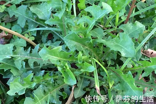 荠菜|农村此几种野菜，有钱人当成宝，恨不得天天吃，营养不输冬虫夏草