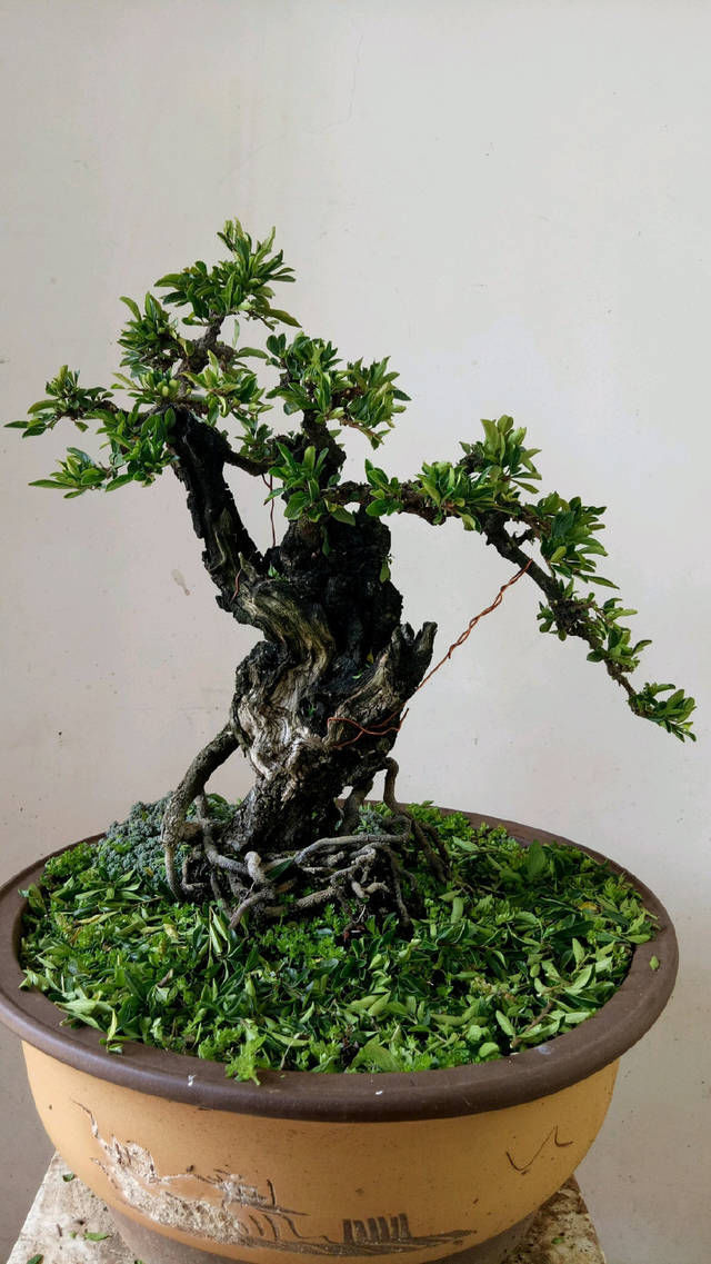 小叶鼠李微盆景,剃头开始,换个发型就是帅哥,爱上微盆景没商量