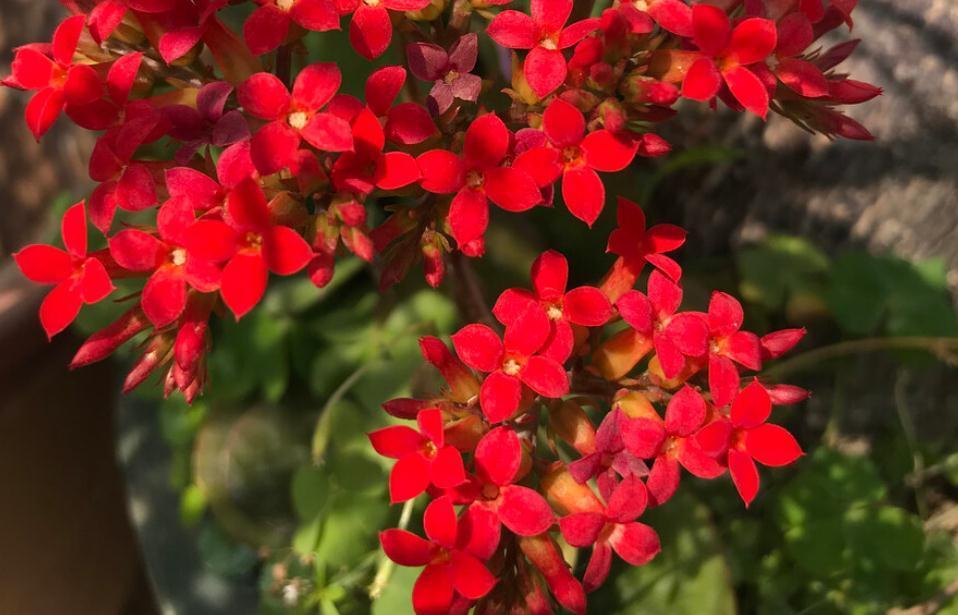 室内盆栽花草养不好？掌握这4个实用方法，养花其实并不难