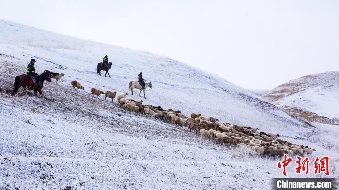 棉衣|新疆伊犁：民警救助被大雪围困的羊群及牧民安全转场