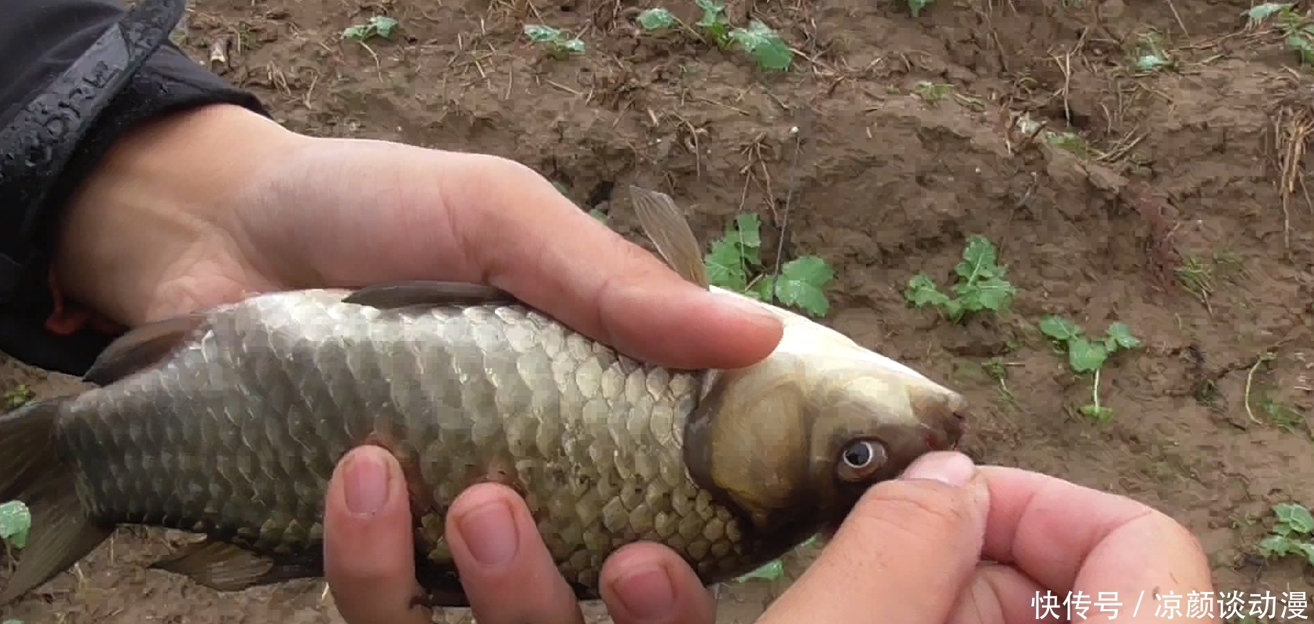 清明前后钓鲫鱼,这3个原则值得遵循,把握好了让你过足钓鱼瘾