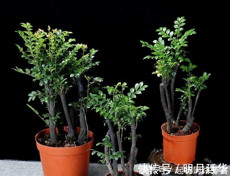 这6款盆景,一款比一款有品位,“养不死”还净化空气