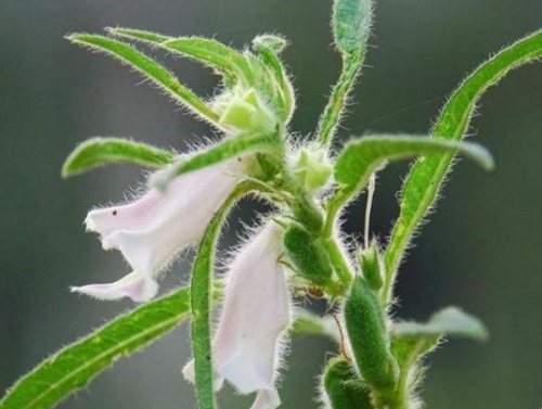 芝麻叶|农村常见的叶子,男士吃了有劲,女士吃了美容,城里人到现在才知