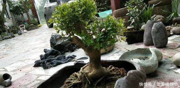 大爷用石头来养花,越养越值钱,有人出1000块也不卖!