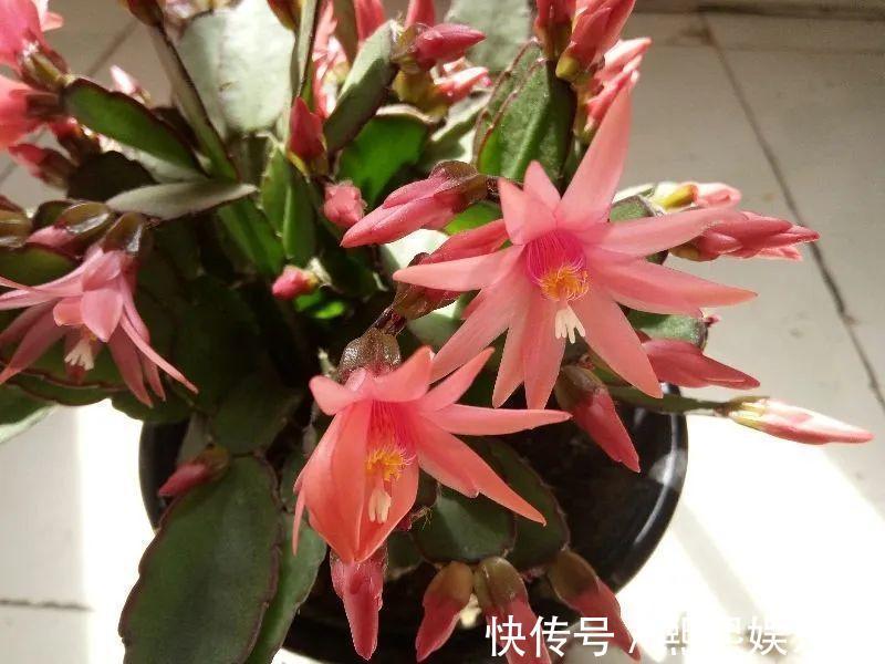 1种花不是真昙花，1次能开上百朵，比蟹爪兰美，怪不得都去抢假货
