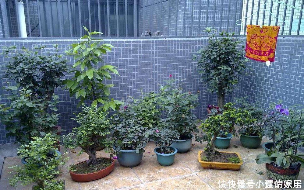 养花没有盆，3个妙招，就能自制出漂亮的花盆，阳台上种了好多花