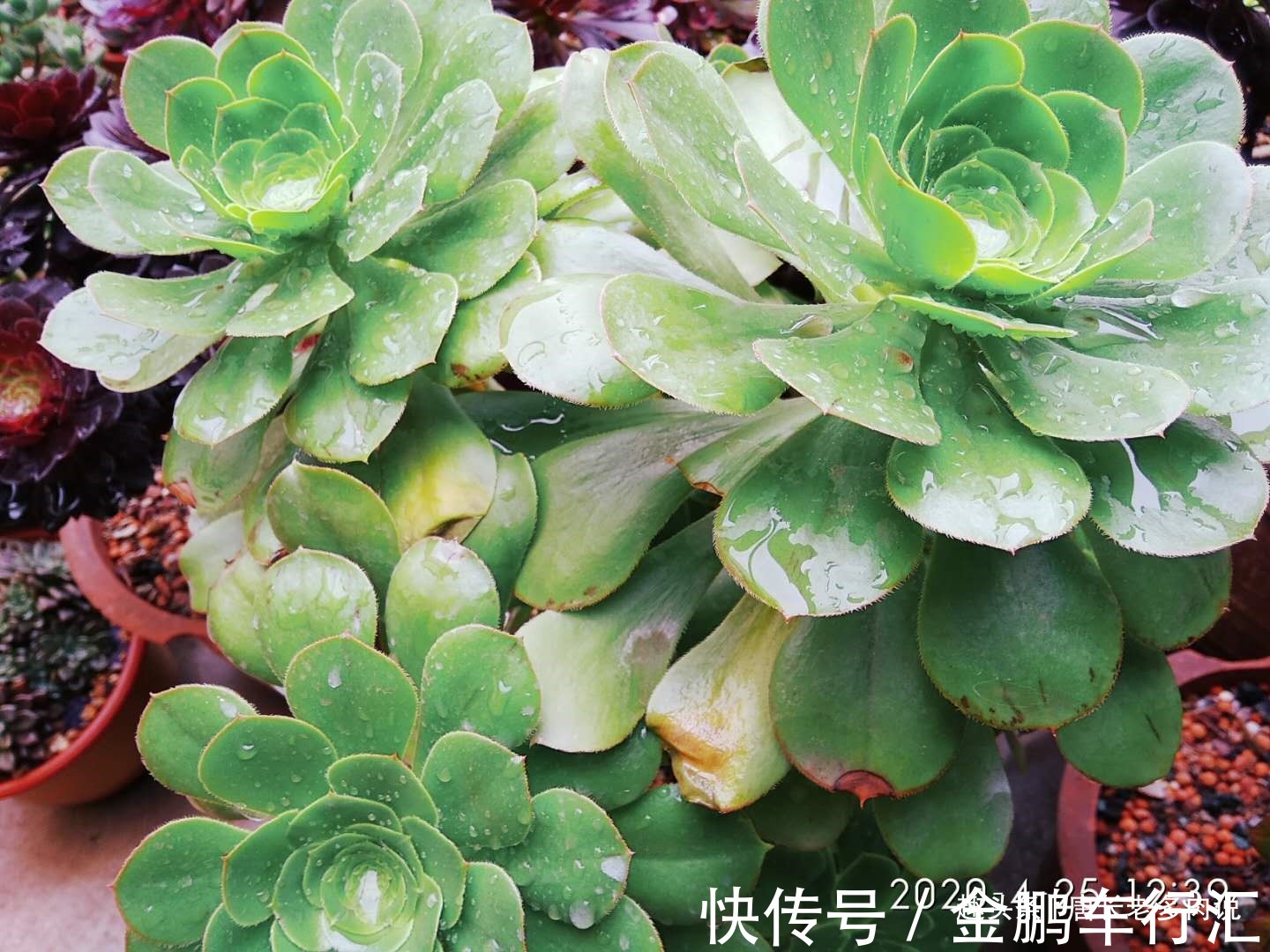 巨无霸|能长2米以上的多肉见过没有?那就是法师中的巨无霸——艳姿法师