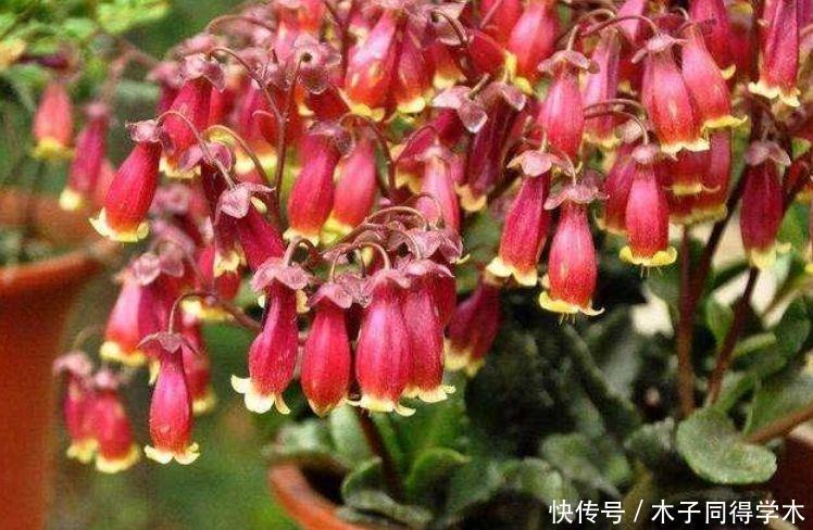 4种花养家里，比牡丹美，一年到头开不停，天天看“花海”！