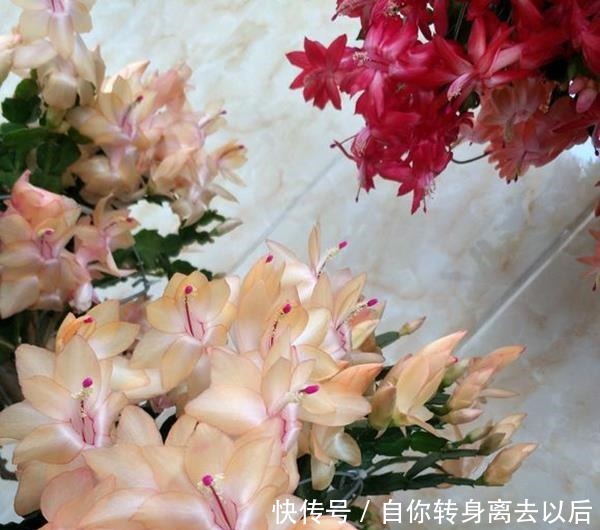  什么生根水、生根粉，通通都比不上这种油！盆里倒一点，花草疯长！