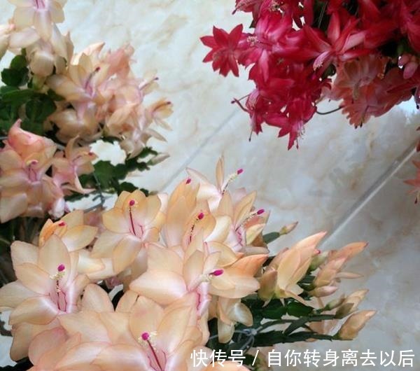什么生根水、生根粉,通通都比不上这种油!盆里倒一点,花草疯长!