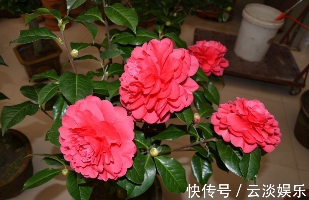 家中茶花生长慢,用上这“2物”,侧枝“直冒”,长成“大花灯”