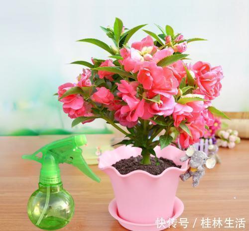 促癌|家里万万不要养这几种花,放一盆都会对身体不好,聪明人都懂避开